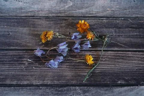 Herbarium Foto stock