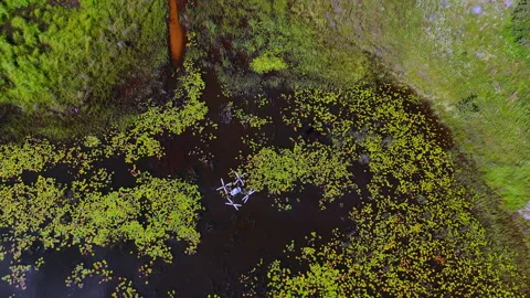 Herbicide Drone Over Dense Lily Pads in Still Lake Environment 스톡 동영상 334019557