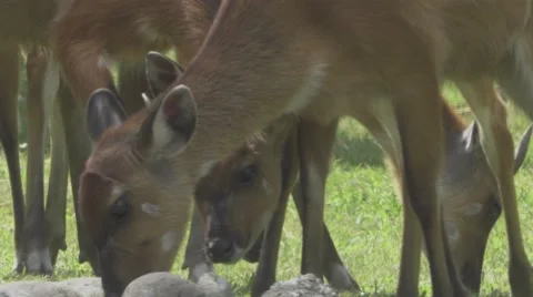Herbivorous Animal in the Wild Stock Footage 66112484