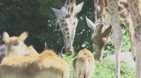 Herbivorous Animals in Zoo Stock Footage 65806207