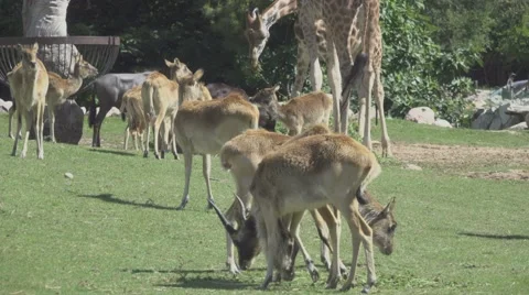 Herbivorous Animals in Zoo Stock Footage 65806758