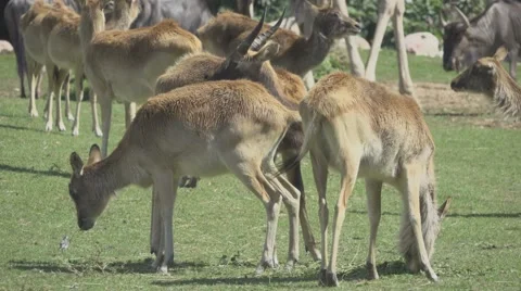 Herbivorous Animals in Zoo Stock Footage 65807279