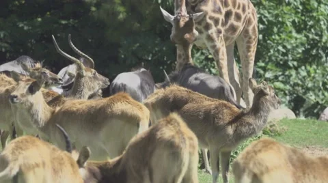 Herbivorous Animals in Zoo Stock Footage 65807704