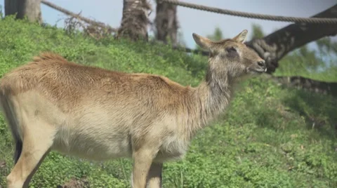 Herbivorous Animals in Zoo Stock Footage 65808264