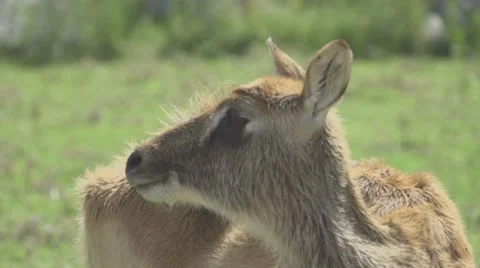 Herbivorous Animals in Zoo Stock Footage 65809942