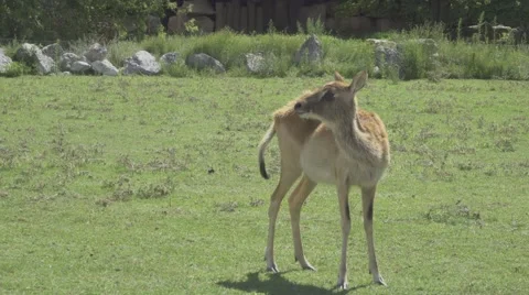 Herbivorous Animals in Zoo Stock Footage 65813146