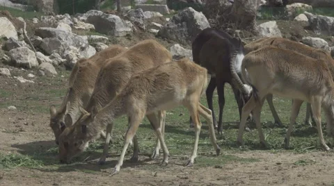 Herbivorous Animals in Zoo Stock Footage 65821073