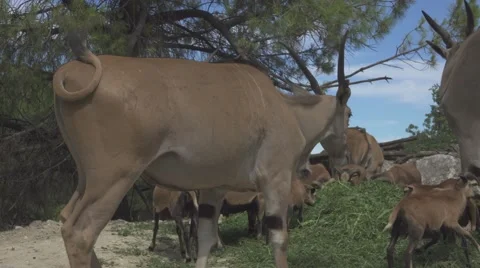 Herbivorous Animals in a Zoo Stock Footage 65965181