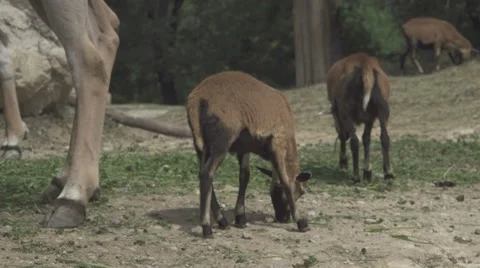 Herbivorous Animals in a Zoo Stock Footage 65965469