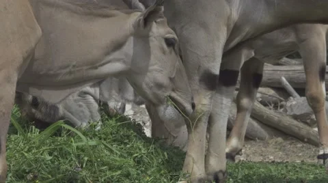Herbivorous Animals in a Zoo Stock Footage 65965715