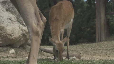 Herbivorous Animals in a Zoo Stock Footage 65965997