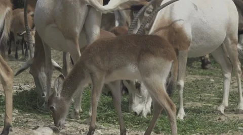 Herbivorous Animals in a Zoo Stock Footage 65966174