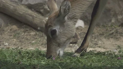 Herbivorous Animals in a Zoo Stock Footage 65966402