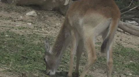 Herbivorous Animals in a Zoo Stock Footage 65967818