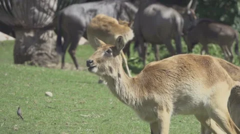 Herbivorous Animals in Zoo, Slow Motion Stock Footage 65832953