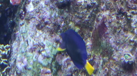 Herbivorous fish eating on the surface of the stone Stock Footage 52349632