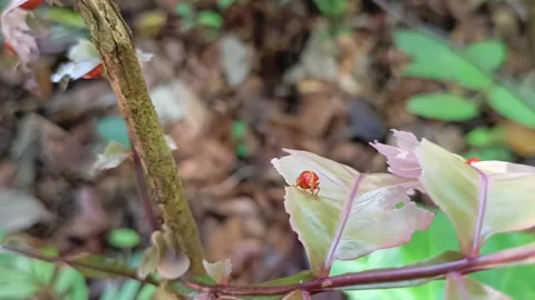 Herbivorous Red Leaf Beetle at Work Stock-Footage 332879646