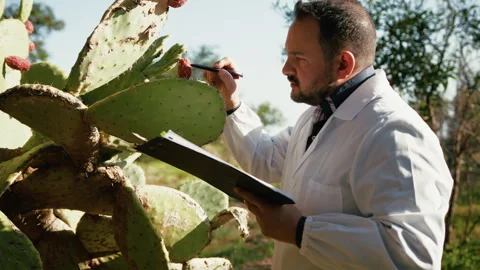 Herborist Checking The Full Healty Growth Of A Barbary Fig Stock Footage 310685138