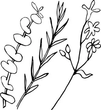 Herbs-1 Vector hand drawn herbs isolated on white background. Stock Illustration