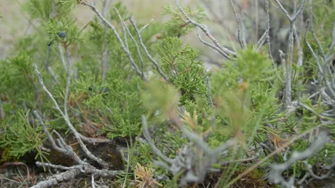 Herbs of Altai Stock Footage 163779287