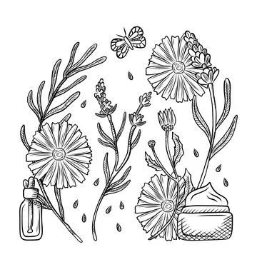 Herbs and flowers for natural cosmetics design. A set of vector illustratio.. Stock Illustration