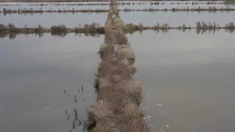 Herbs and Grass in the Salt Pans in Aveiro Stock Footage 237877657