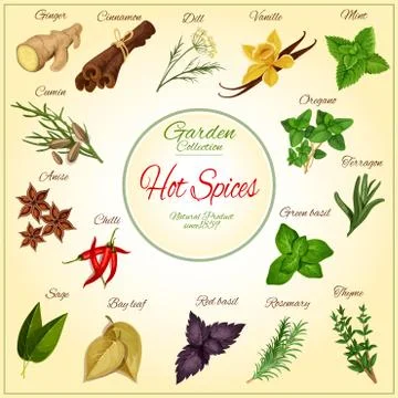 Herbs and hot spices vector poster Stock Illustration