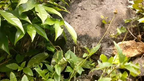 Herbs and spices 動画素材 328914995