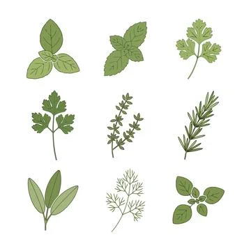 Herbs and spices Stock Illustration