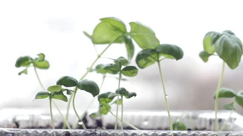Herbs are grown on the windowsill, basil Stockbeeldmateriaal 106352964