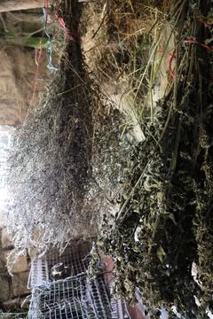 Herbs are hanging to dry in a rustic space with natural light shining through 스톡 사진