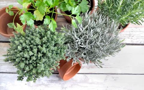Herbs aromatic potted  on a white table Stock Photos