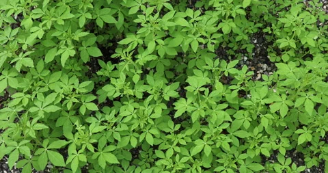 Herbs background. Stock Footage 246403732