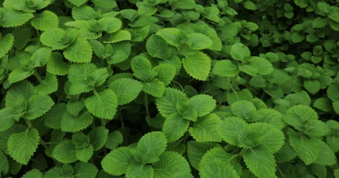 Herbs background. Stock Footage 246403815