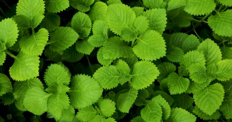 Herbs background. Stock Footage 246517428