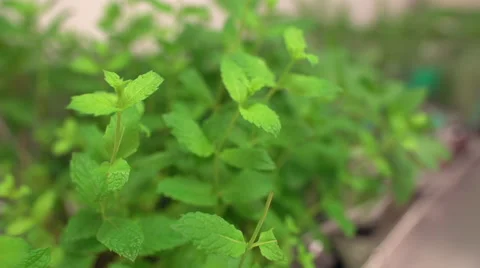 Herbs on the balcony Vidéo 46843960