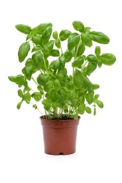 Herbs of basil in a pot Stock-Fotos