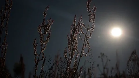 Herbs battered by wind lit by the sun goes to sleep Stock Footage 95797507