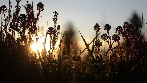 Herbs battered by wind, lit by the sun goes to sleep Stock Footage 95797550