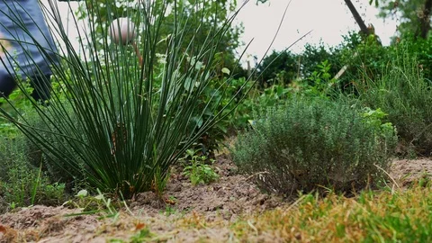 Herbs being watered Stock Footage 127278025