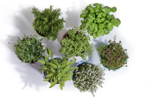 Herbs in bucket Stock Photos