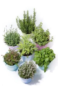 Herbs in bucket Фото