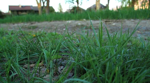 In herbs with  close up outdoor Stock-Footage 24788556