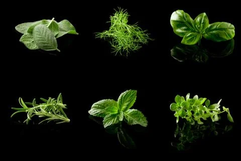 Herbs collage on black background Stock Photos