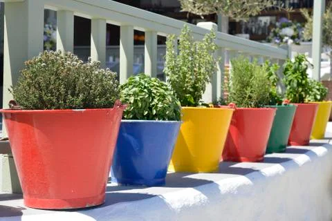 Herbs in colored pots Fotos Stock