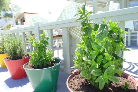 Herbs in colored pots Stock Photos
