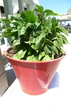 Herbs in colored pots Stock Photos