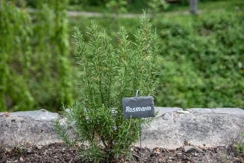 Herbs for Cooking Stock Photos