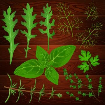 HERBS CULINARY BIG SET Stock-Illustration