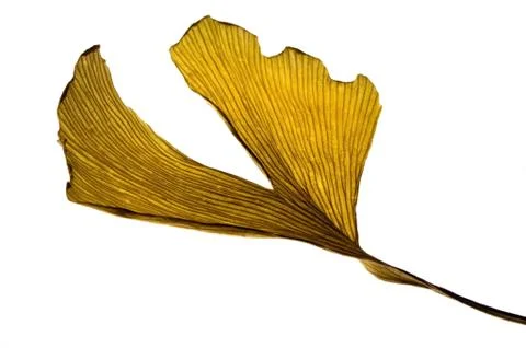 Herbs - dried gingko biloba leaf Stock Photos